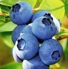 Blueberry sorting