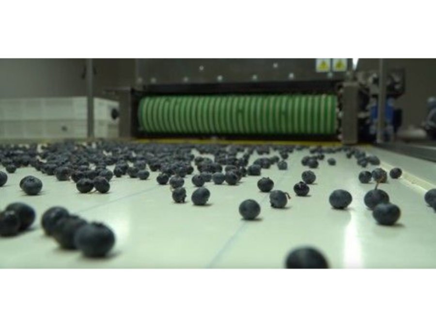 Сортировка ягод